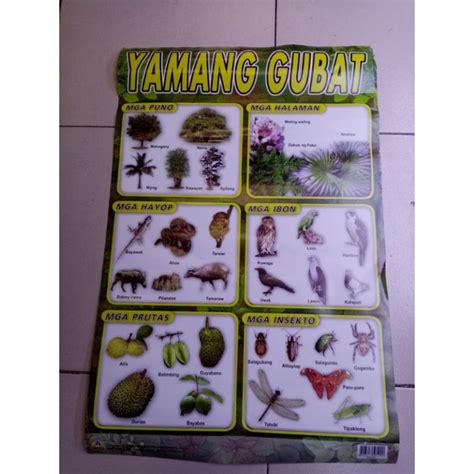 yamang gubat chart|Yamang Gubat Flashcards .